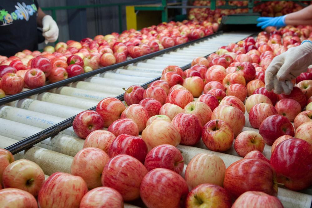 АПК Эксперт: Рынок переработки яблок в 2022 г.