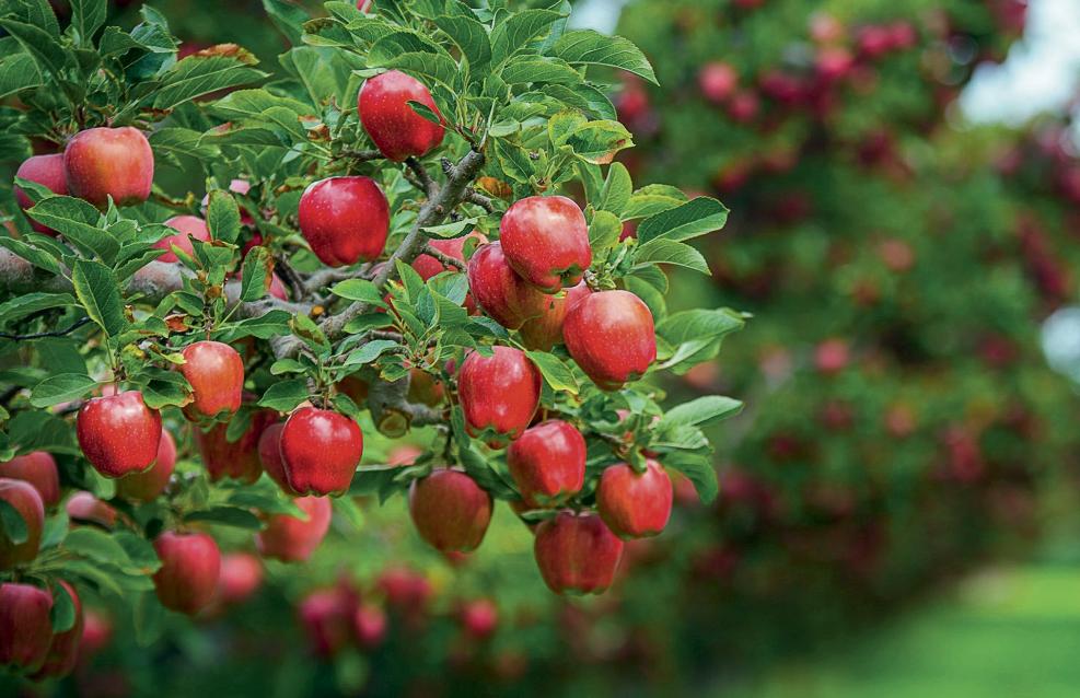 ТАСС: «Потенциальная емкость рынка фруктов и ягод в РФ почти на 70% выше текущего показателя»