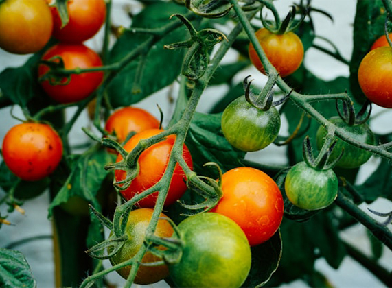 Производство отечественных томатов увеличивается